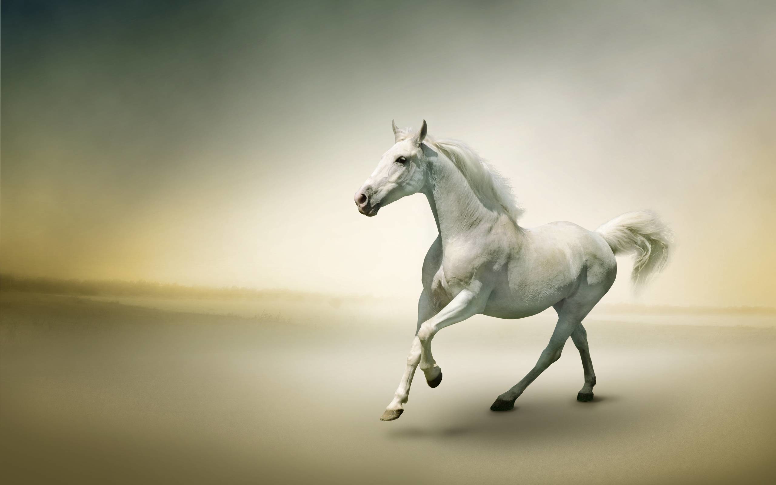 2560x1600 White Horse Photo Wallpaper #938 Wallpaper computer | best website .