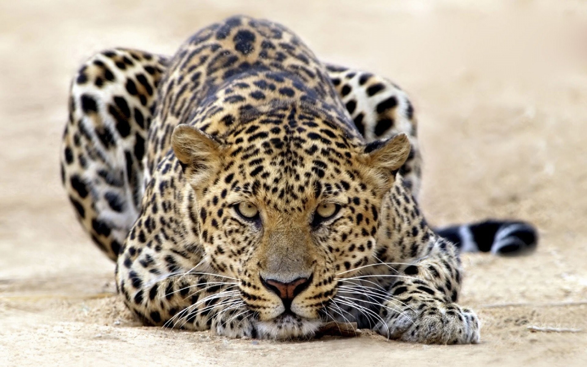 1920x1200 HD Wallpaper | Background ID:237972.  Animal Leopard