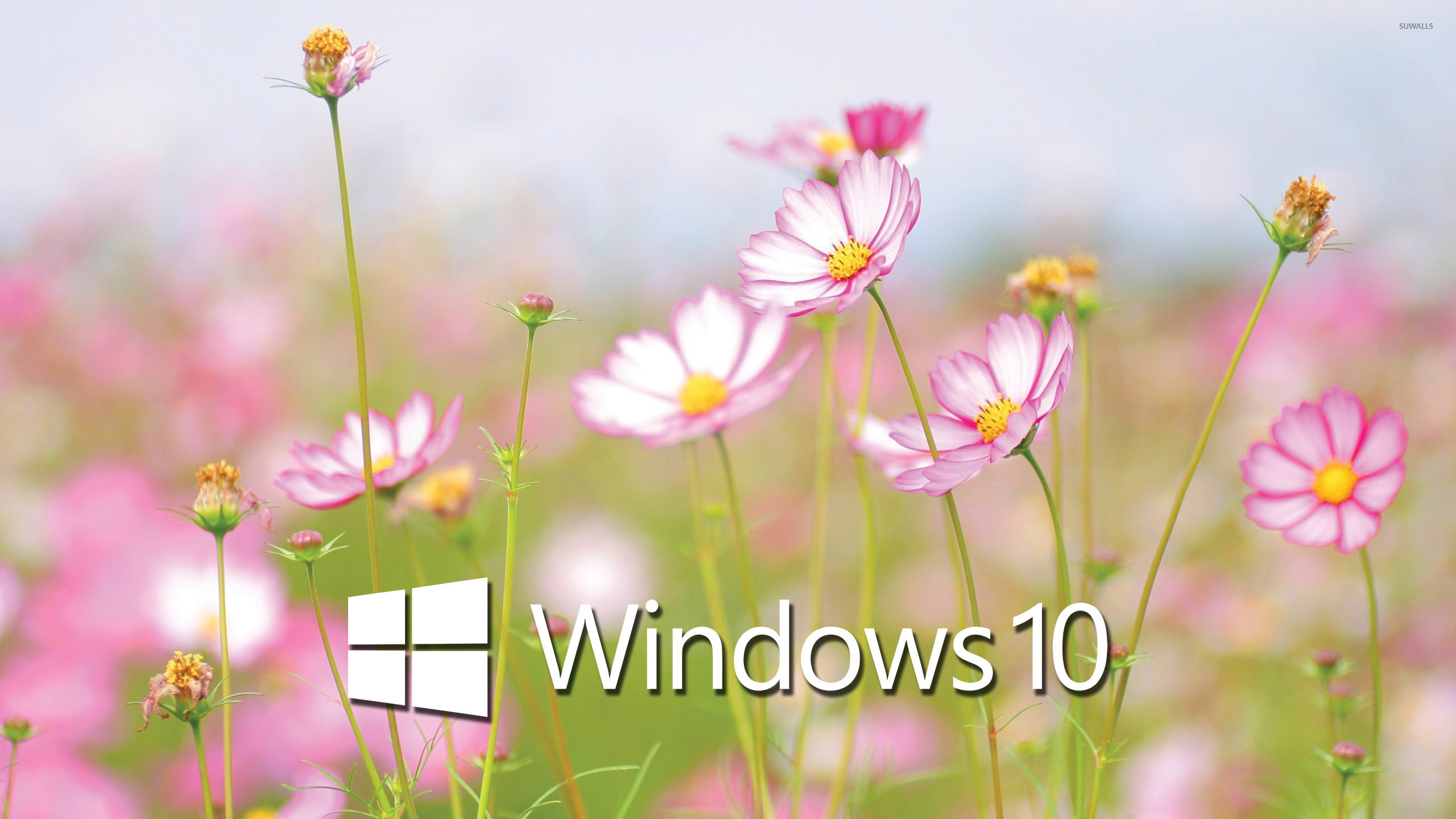 2560x1440 Windows 10 white text logo on cosmos blossoms wallpaper