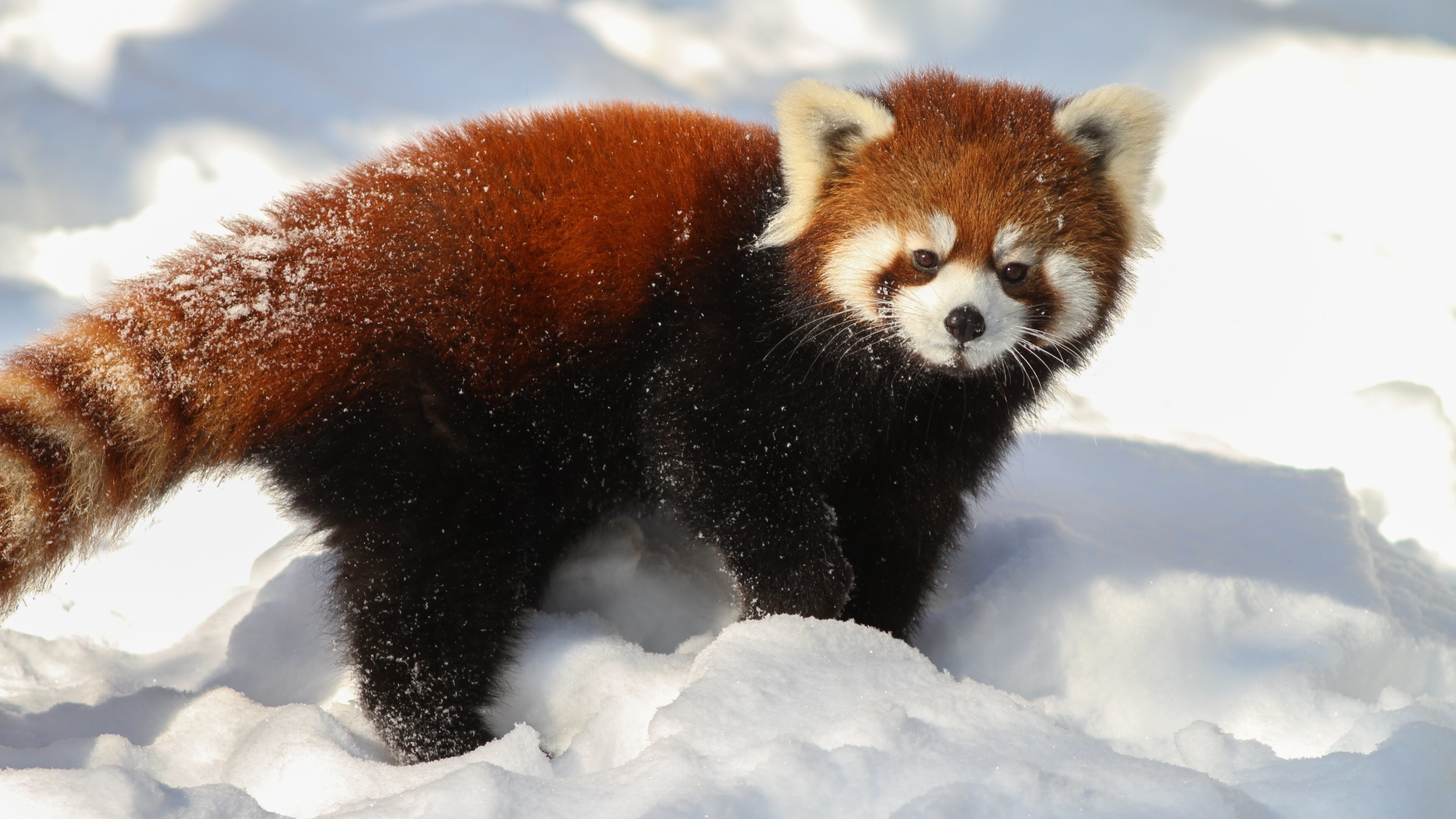 3840x2160 Red Panda Bear | Baby Red Panda Bears Red-panda-ultra-hd.