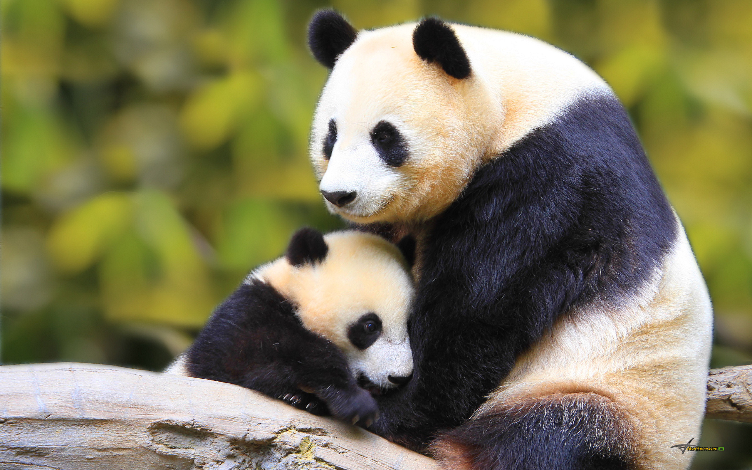 2560x1600 Cute Baby Pandas Wallpaper jpg 2295 Panda Baby
