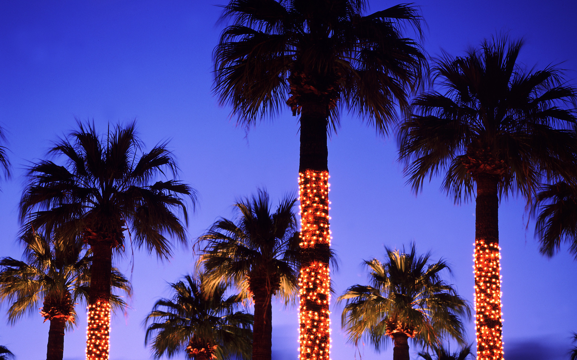 1920x1200 Coconut Holiday Lights