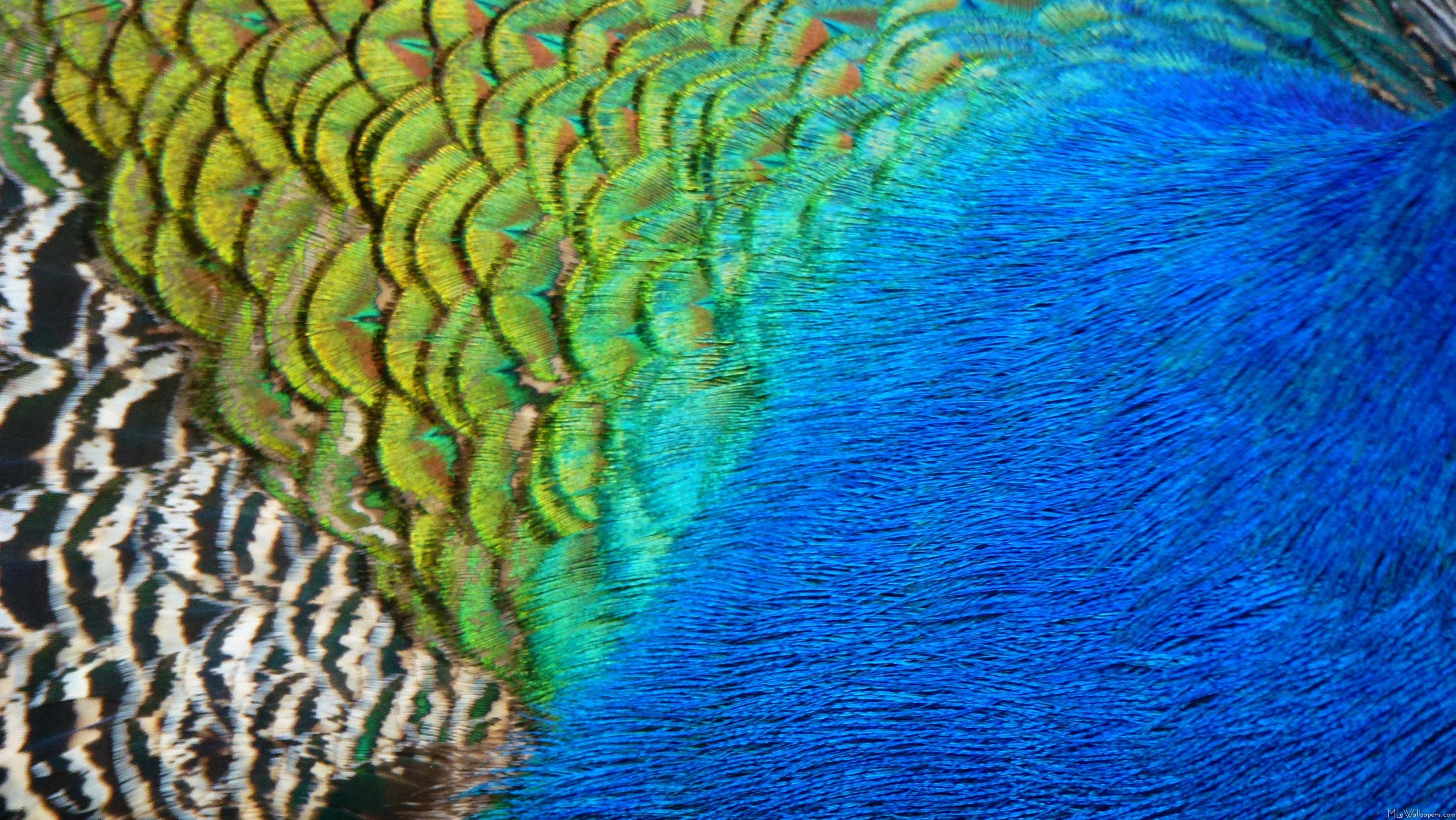 3638x2048 I love the iridescent shades of blue and green in peacock feathers. Here's  an abstract view of the side of a peacock and his feathers. Peacock Feathers  IV