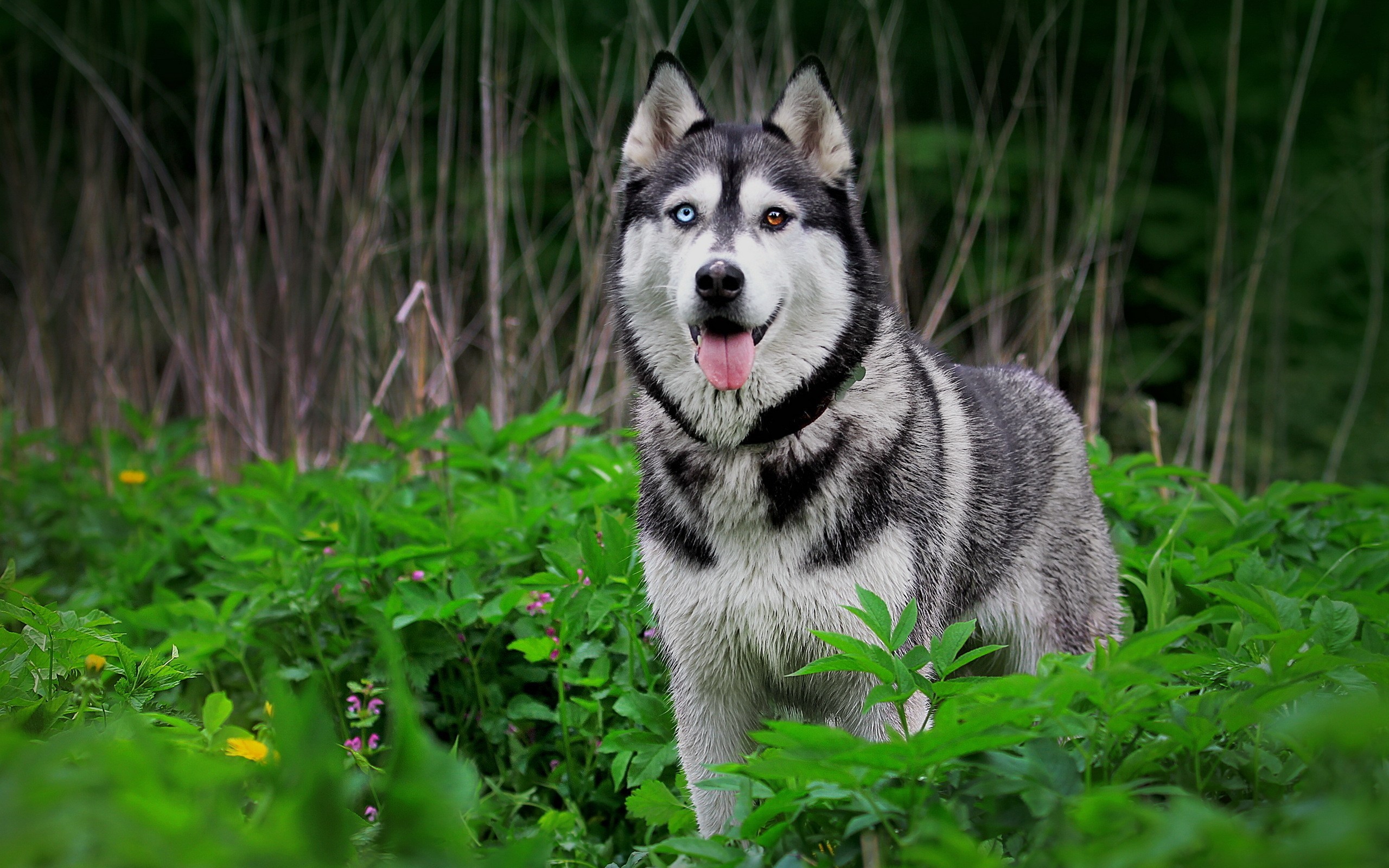2560x1600 Nature forest animals dogs plants husky wallpaper |  | 13630 |  WallpaperUP