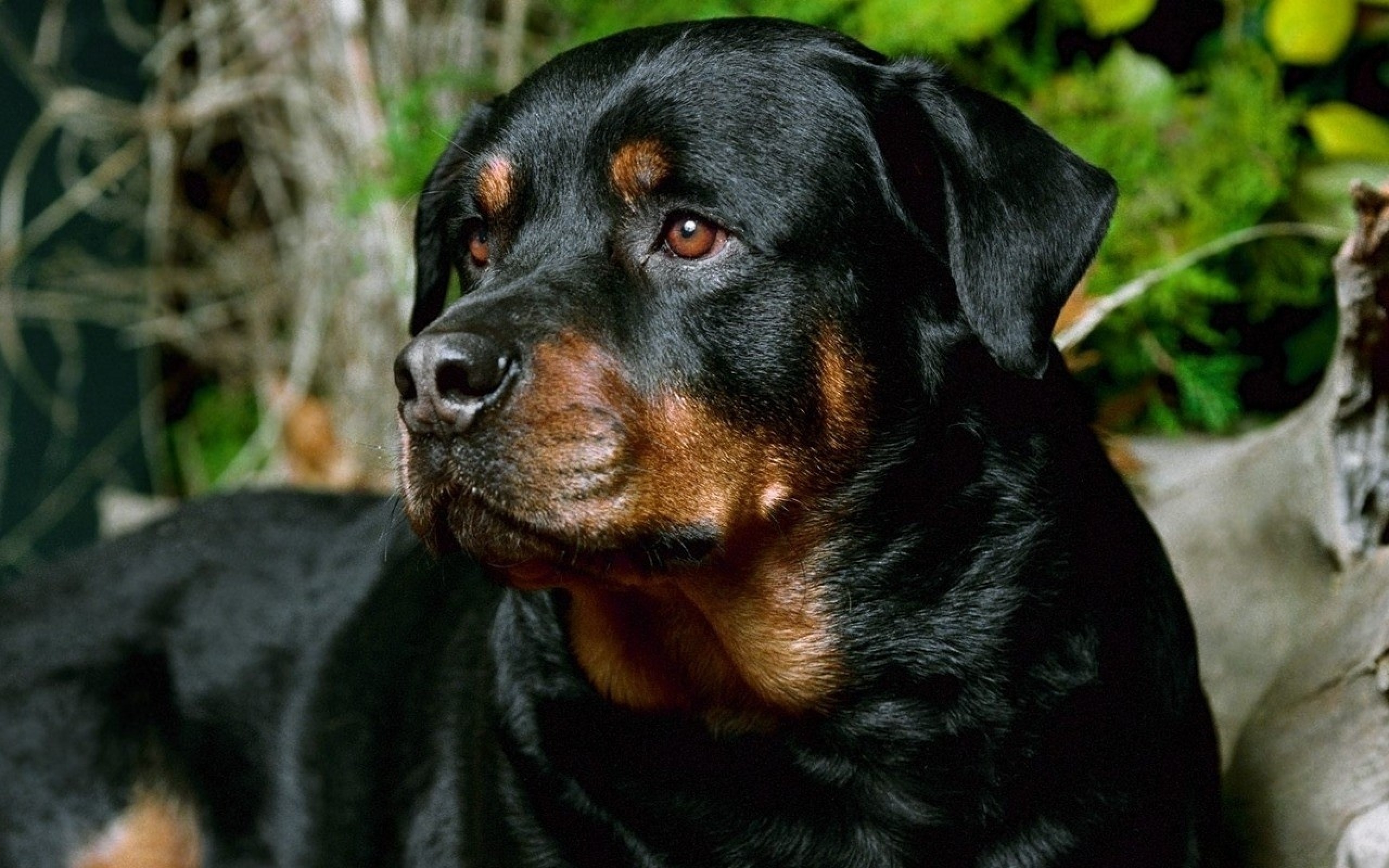 2560x1600 HD Rottweiler Wallpapers and Photos,  | By Anderson Toepfer