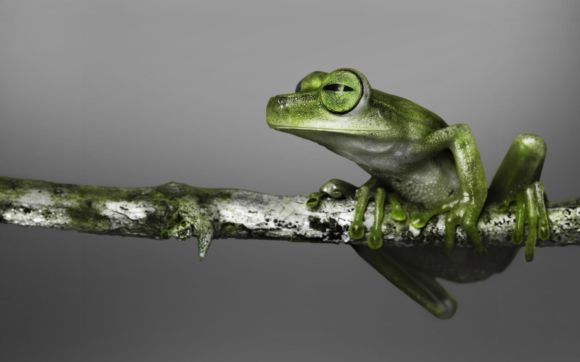 1920x1200 Green Tree Frog