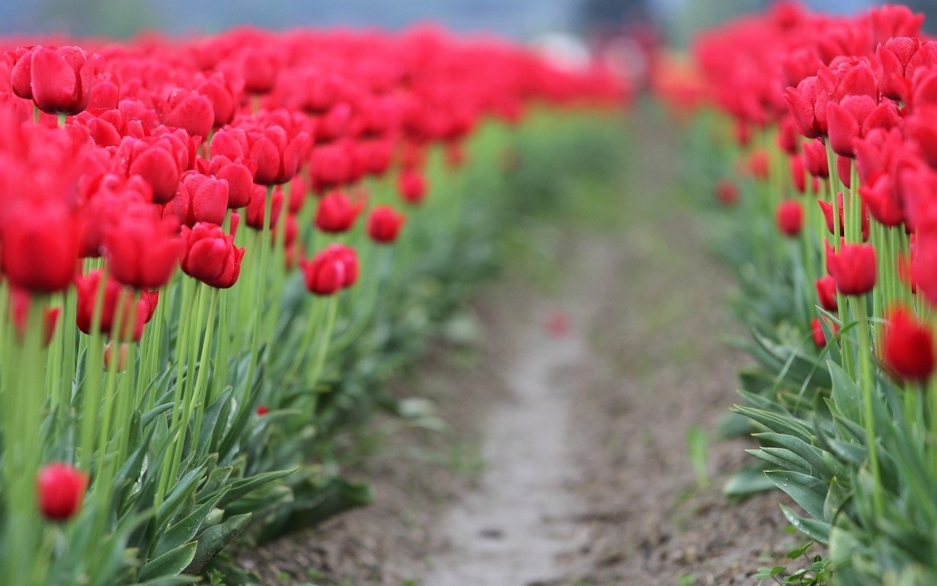 1920x1200 sheet flower flower widesc path background wallpaper tulips blur red