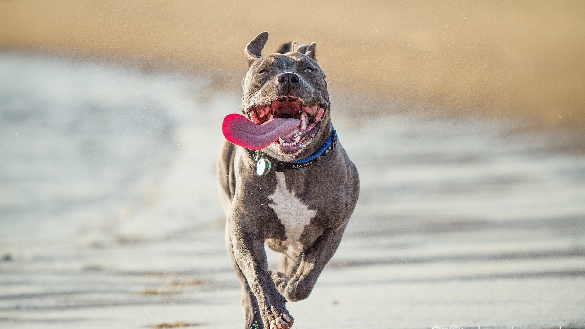 1920x1080 Download Wallpaper  Pit bull terrier, Run, Protruding .