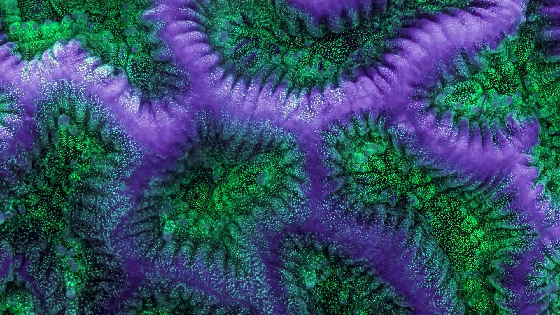 1920x1080 Sea Tag - Ocean Artwork Sealife Coral Underwater Psychedelic Life Art Sea  Koi Fish Image Gallery