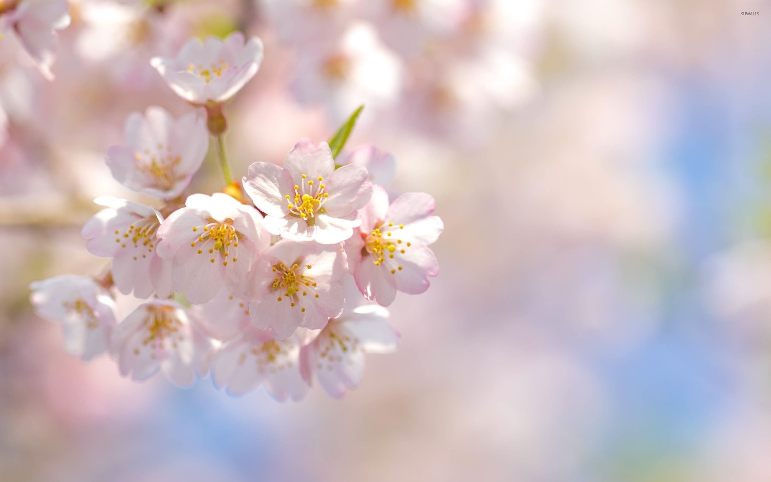 2560x1600 Pale pink cherry blossoms wallpaper