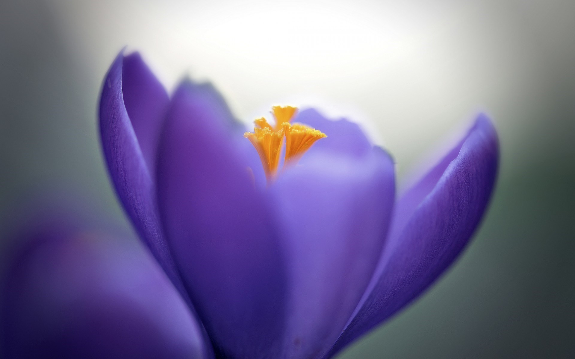 1920x1200 Crocus Lilac Flower Close-Up