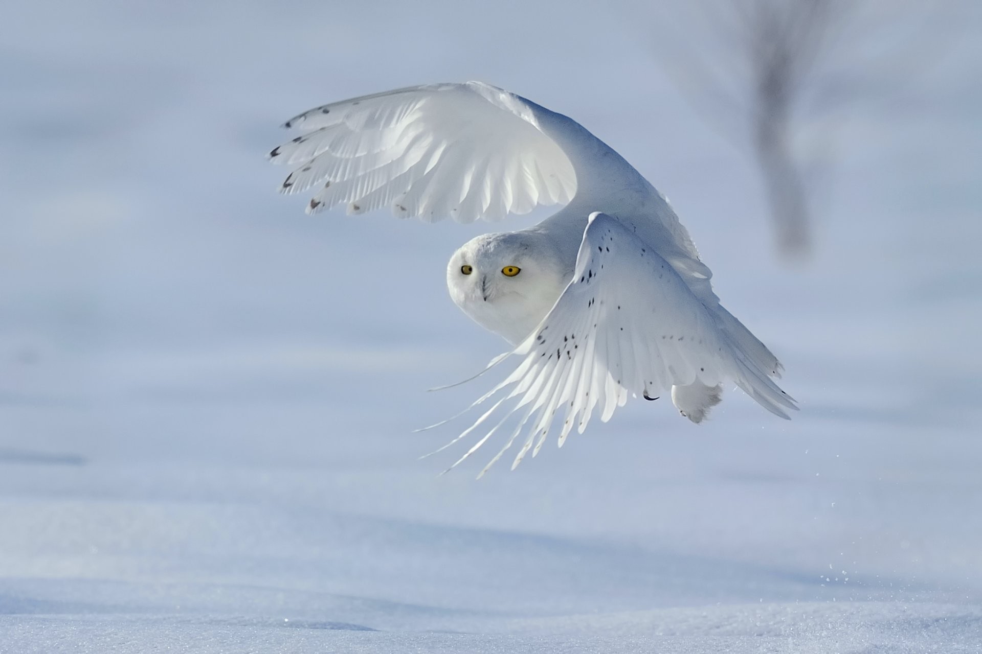 1920x1280 poultry snowy owl snowy owl bubo scandiacus nyctea scandiaca winter snow
