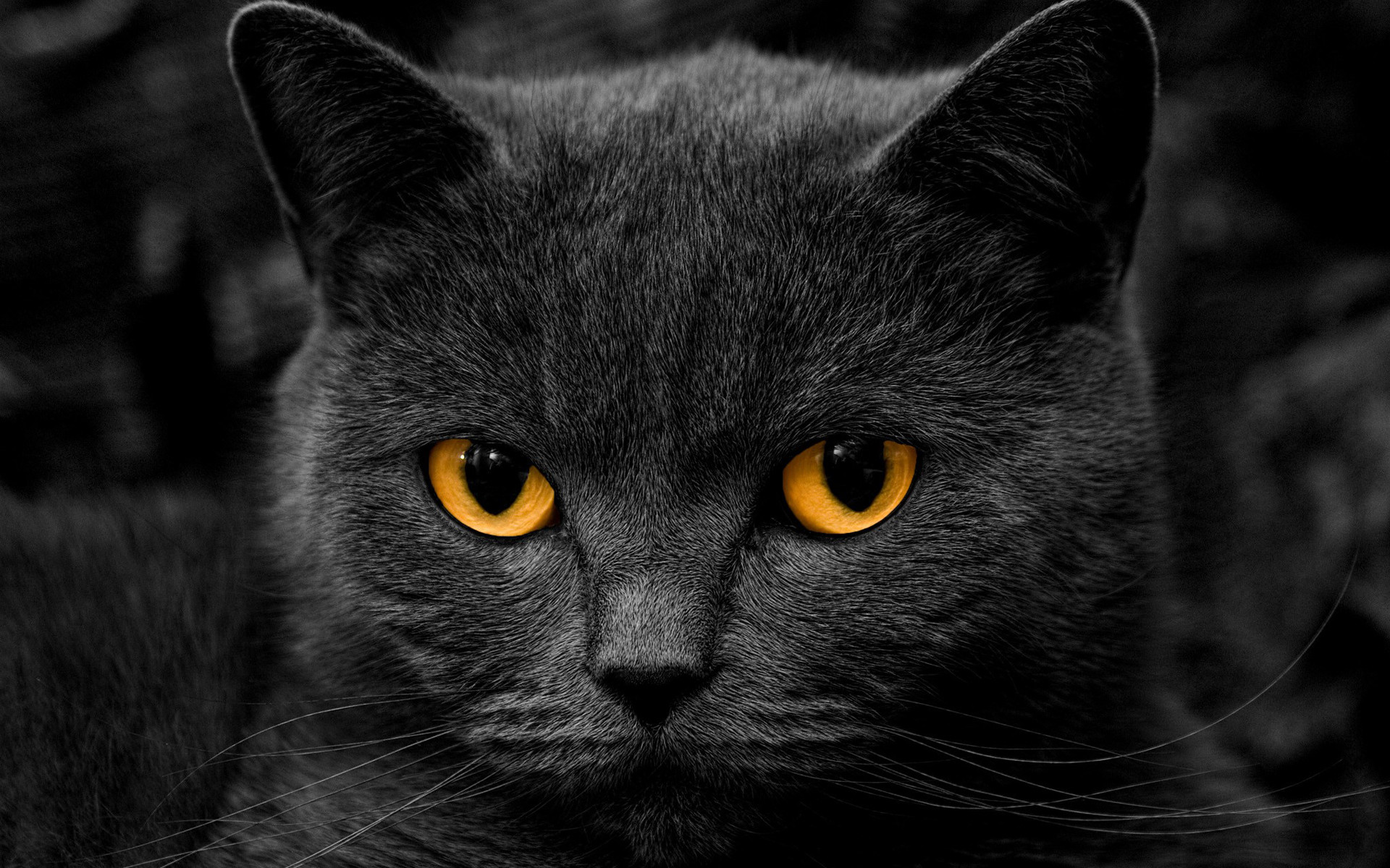 1920x1200 Awesome Black Cat Wallpaper 24147