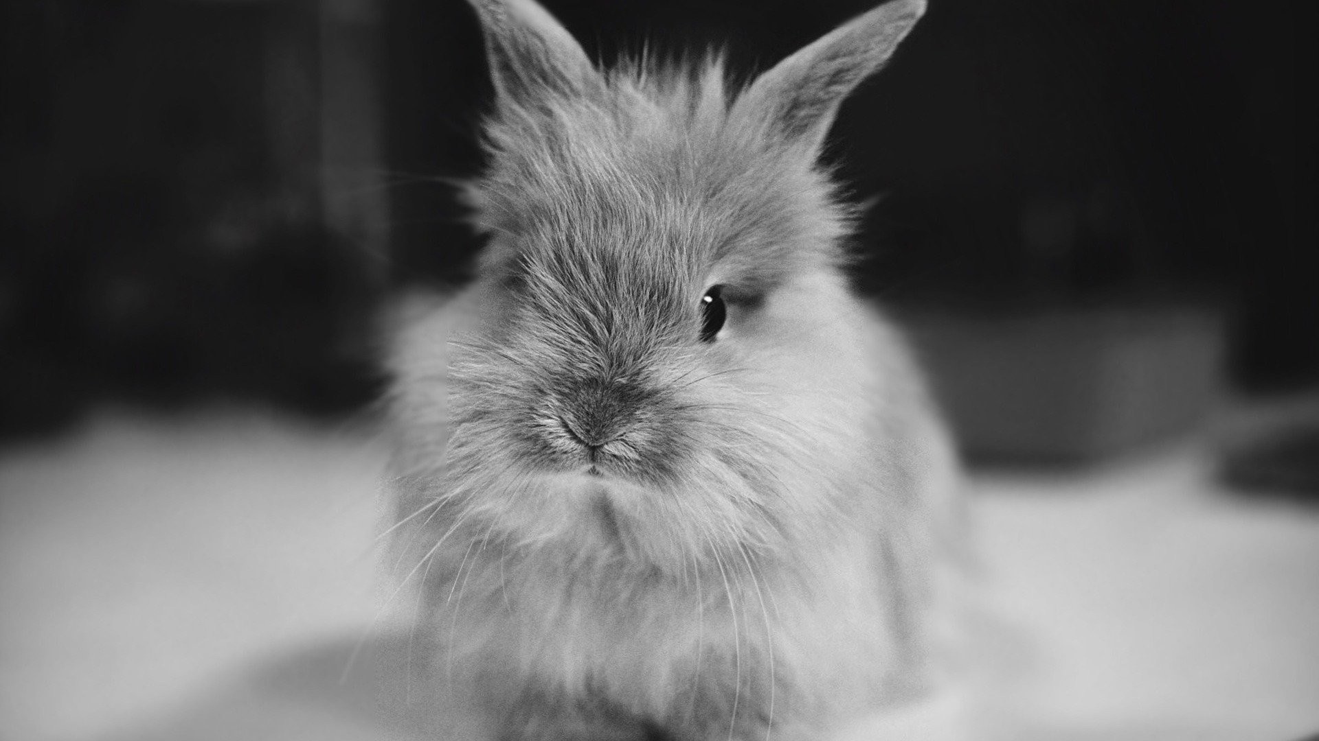 1920x1080 Black And White Bunny