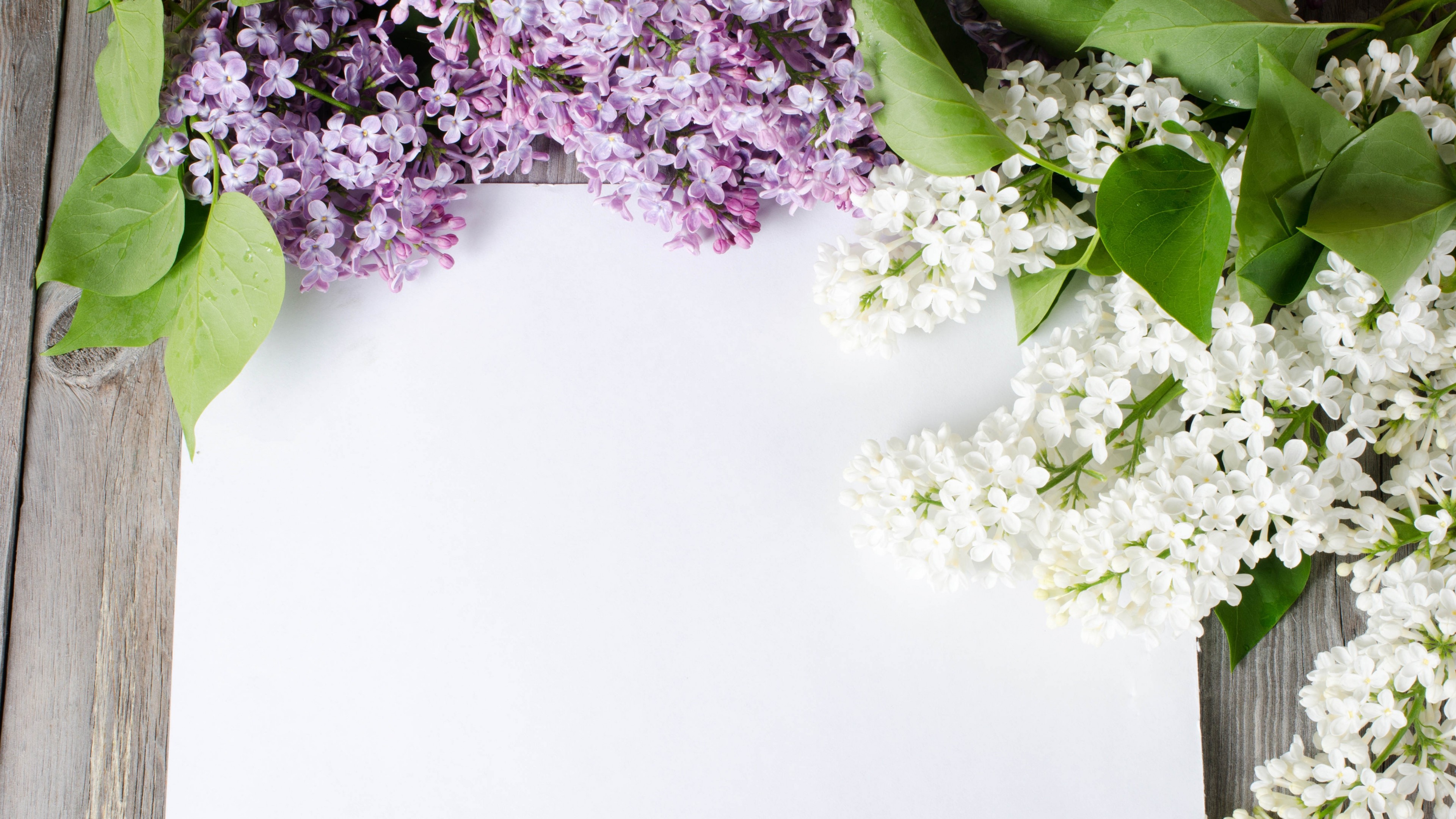 3840x2160 Lilac White Background Image