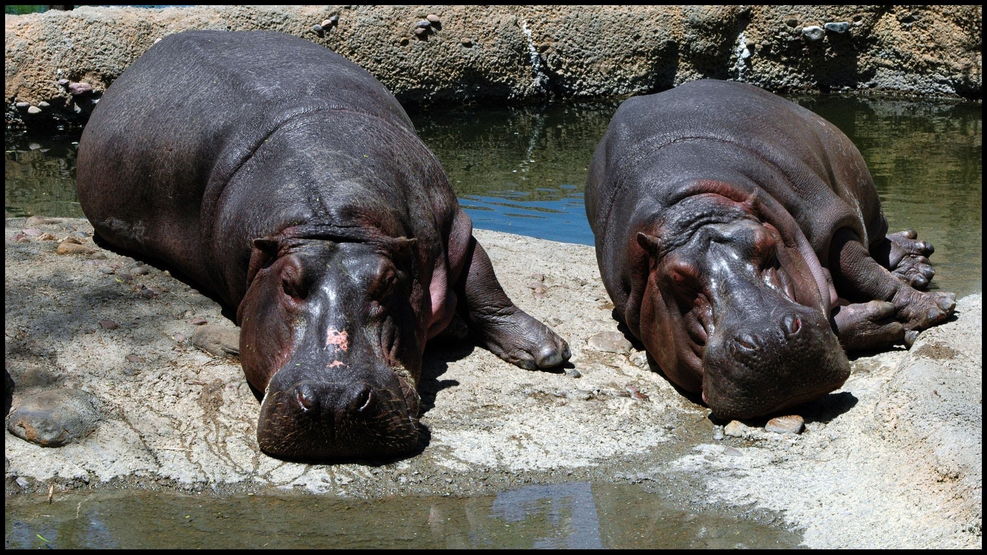 1920x1080 Hippo Pics (Hippopotamus amphibius)