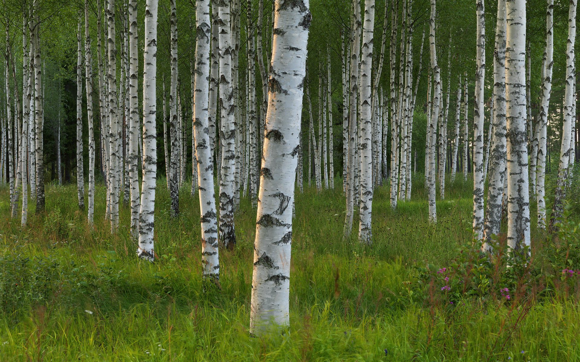 1920x1200 Birch Tree Wallpapers and Backgrounds