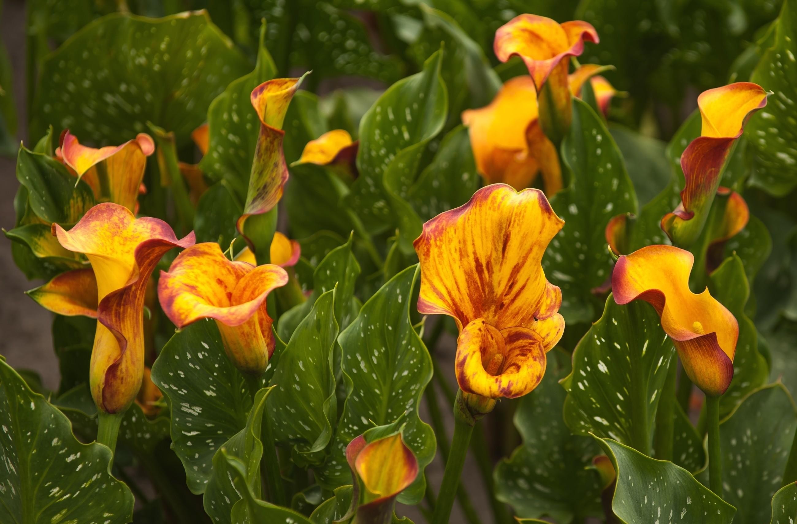 2600x1710 Wallpaper Calla lilies, Flowers, Colorful, Flowerbed HD, Picture, Image