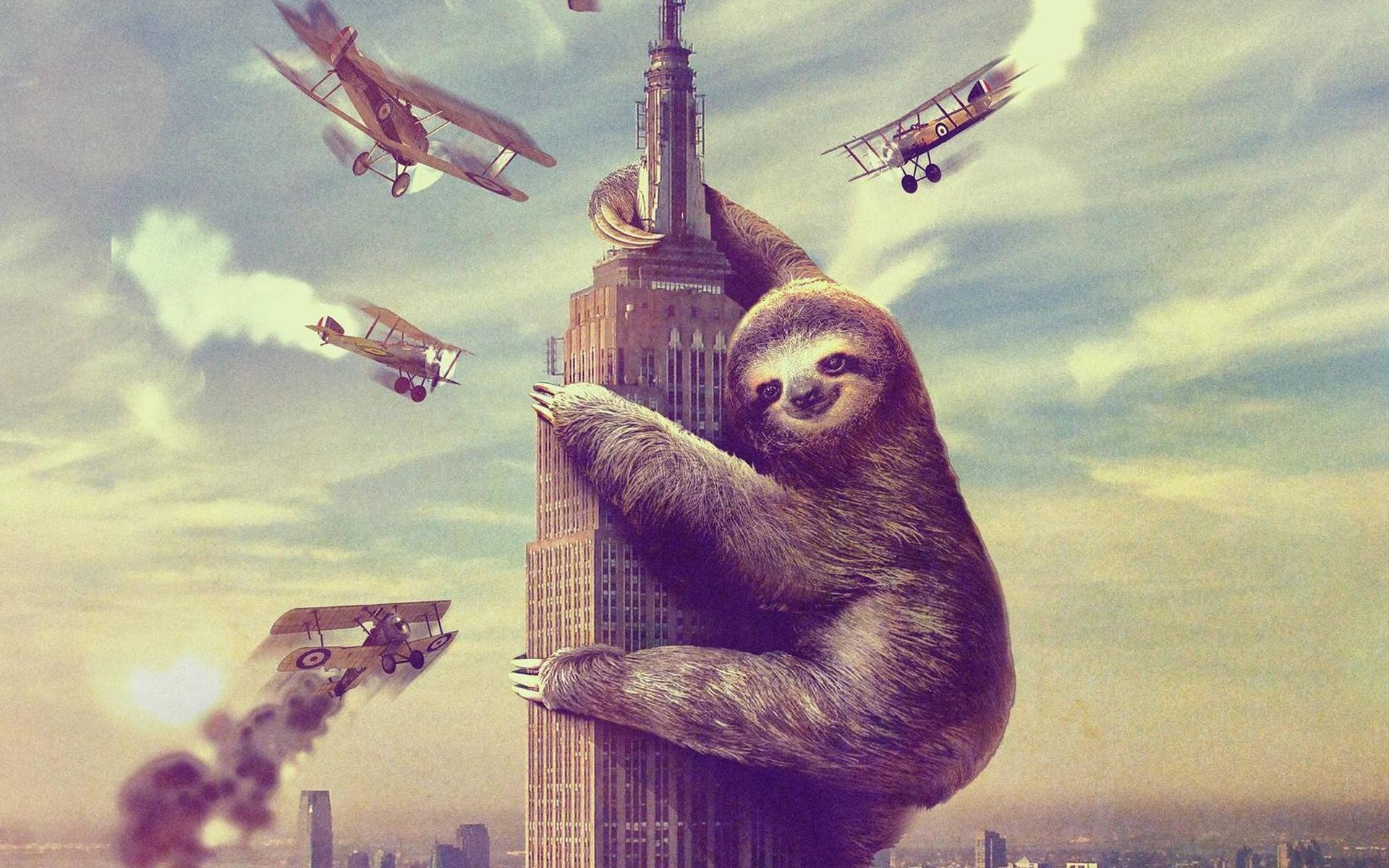 1920x1200 Sloth HD pictures Sloth full hd wallpapers