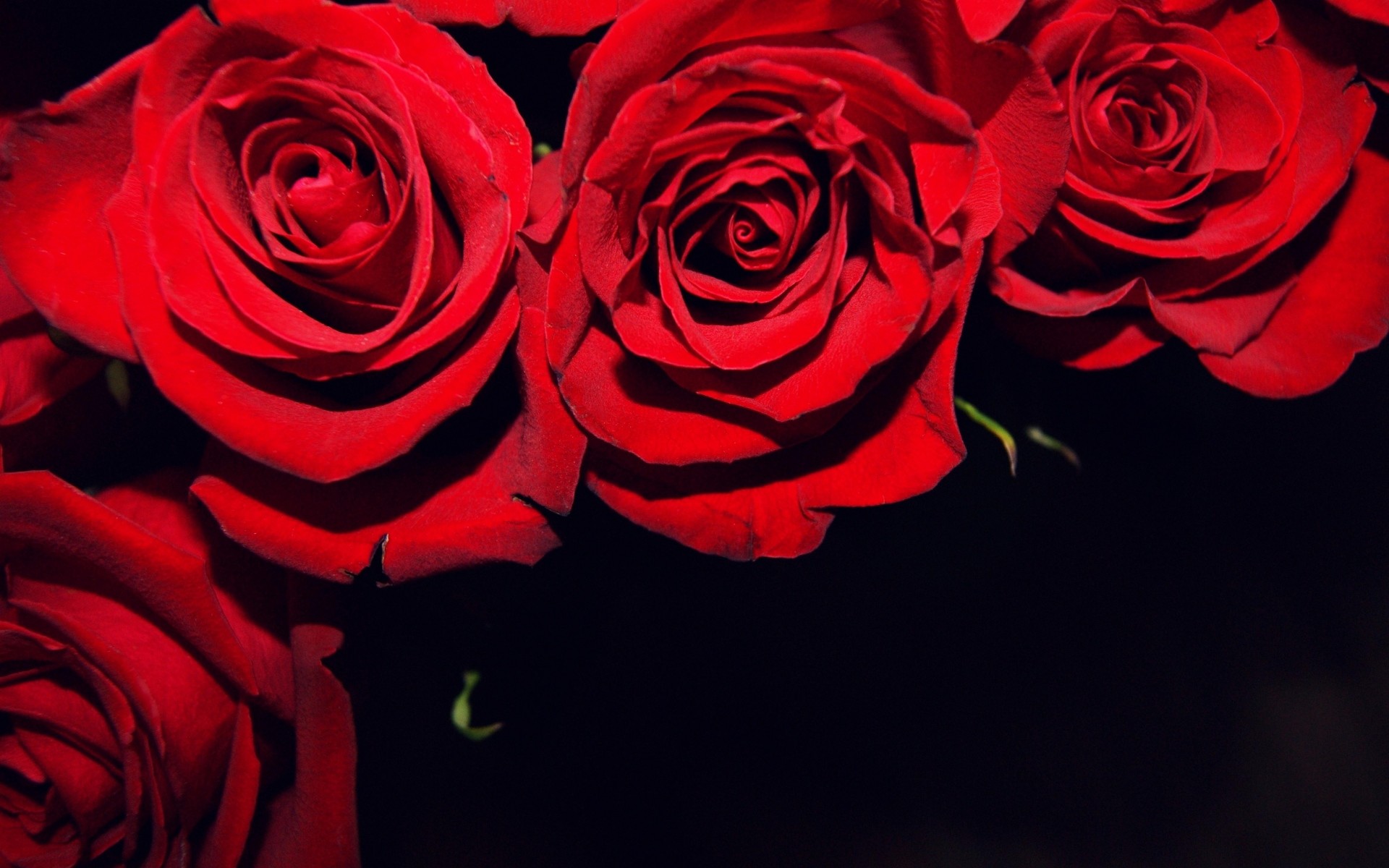1920x1200 Black And Red Rose Background