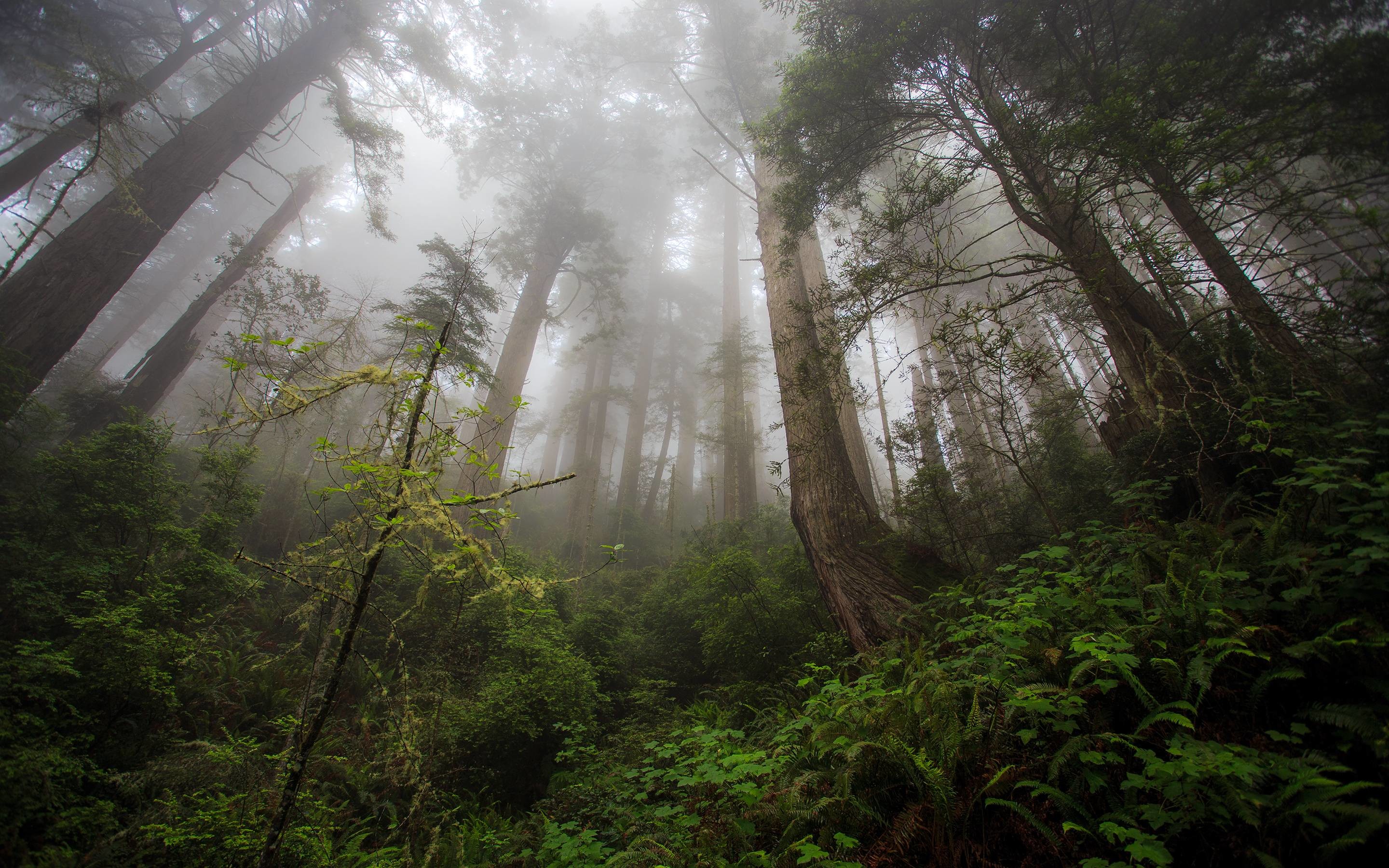 2880x1800 Redwood Trees Forest Fern Fog Mist wallpaper |  | 117375 .