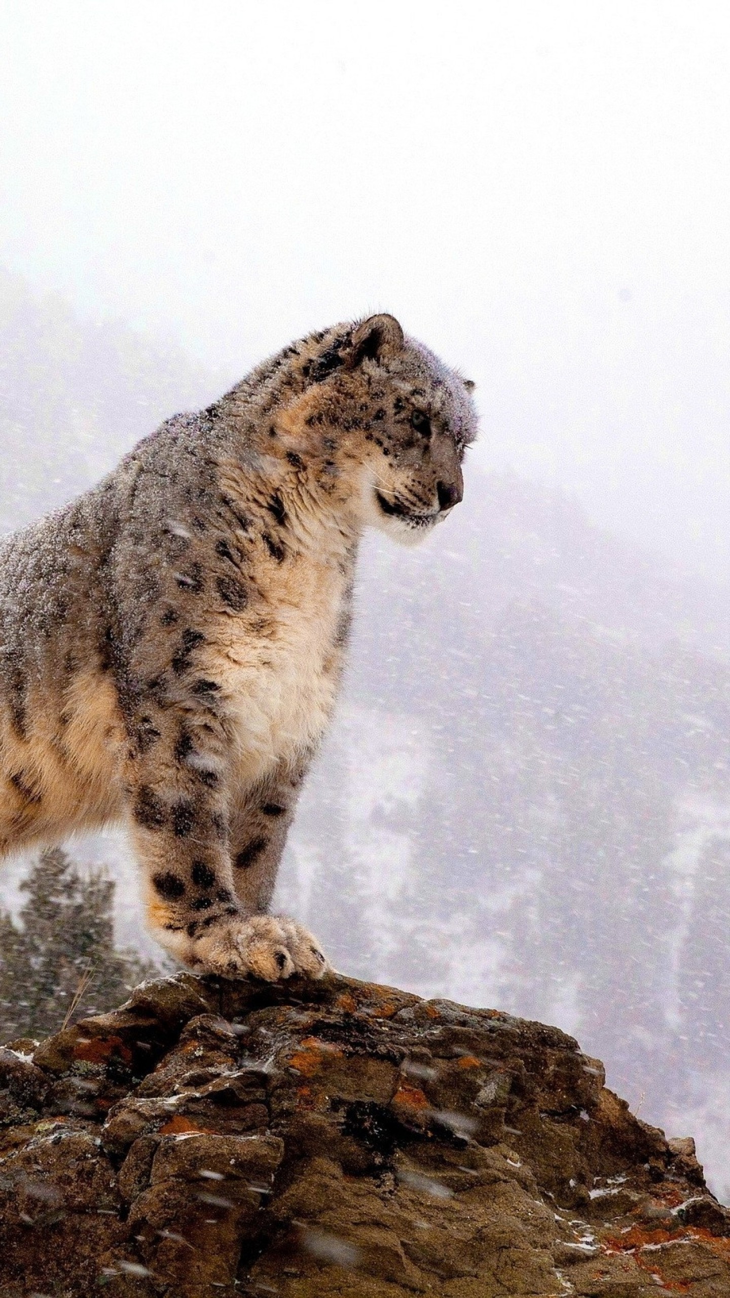 1440x2560 Preview wallpaper snow leopard, top, big cat, predator 