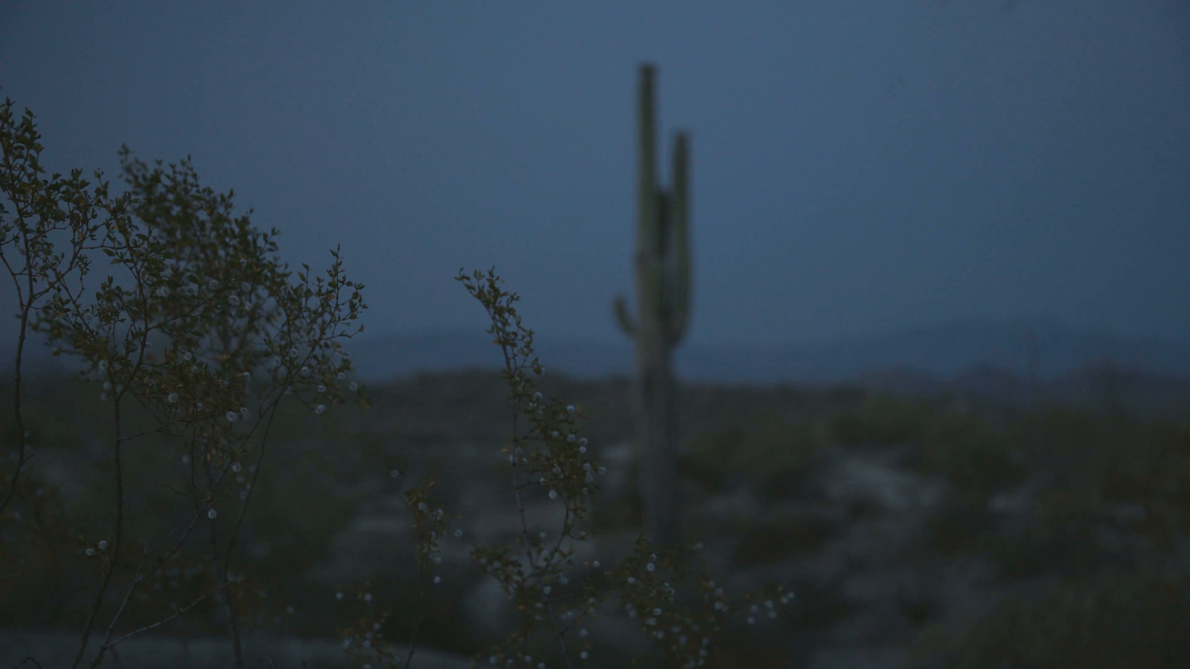 3840x2160 Nighttime Desert Sage with Saguaro in Background Stock Video Footage -  Storyblocks Video