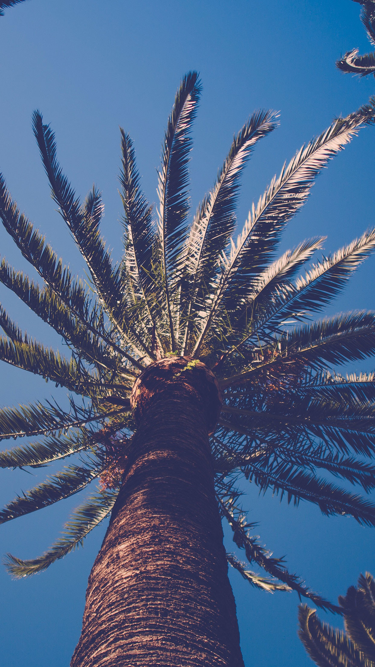 1242x2208 Palm tree nature wallpaper #Iphone #android #palm #tree #wallpaper check out