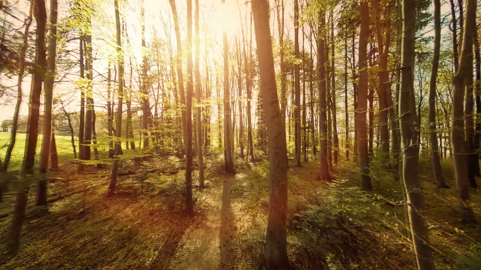 1920x1080 woods. trees. plants nature background. summertime. aerial view. forest  trees Stock Video Footage - Storyblocks Video