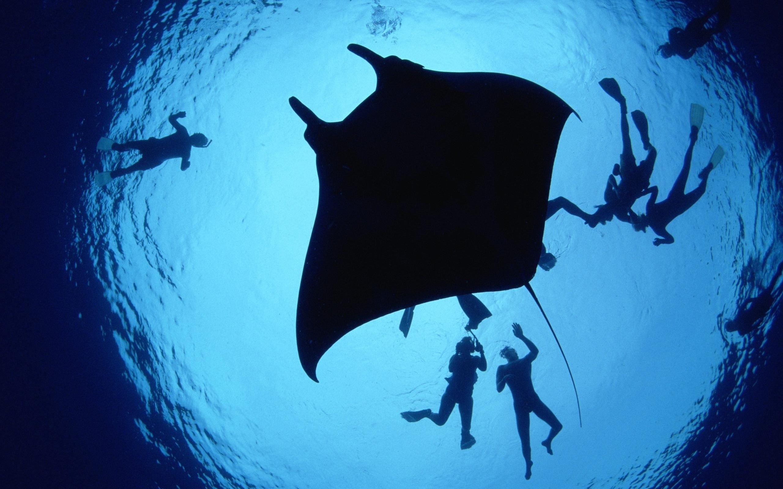 2560x1600 Underwater diving Mac wallpaper