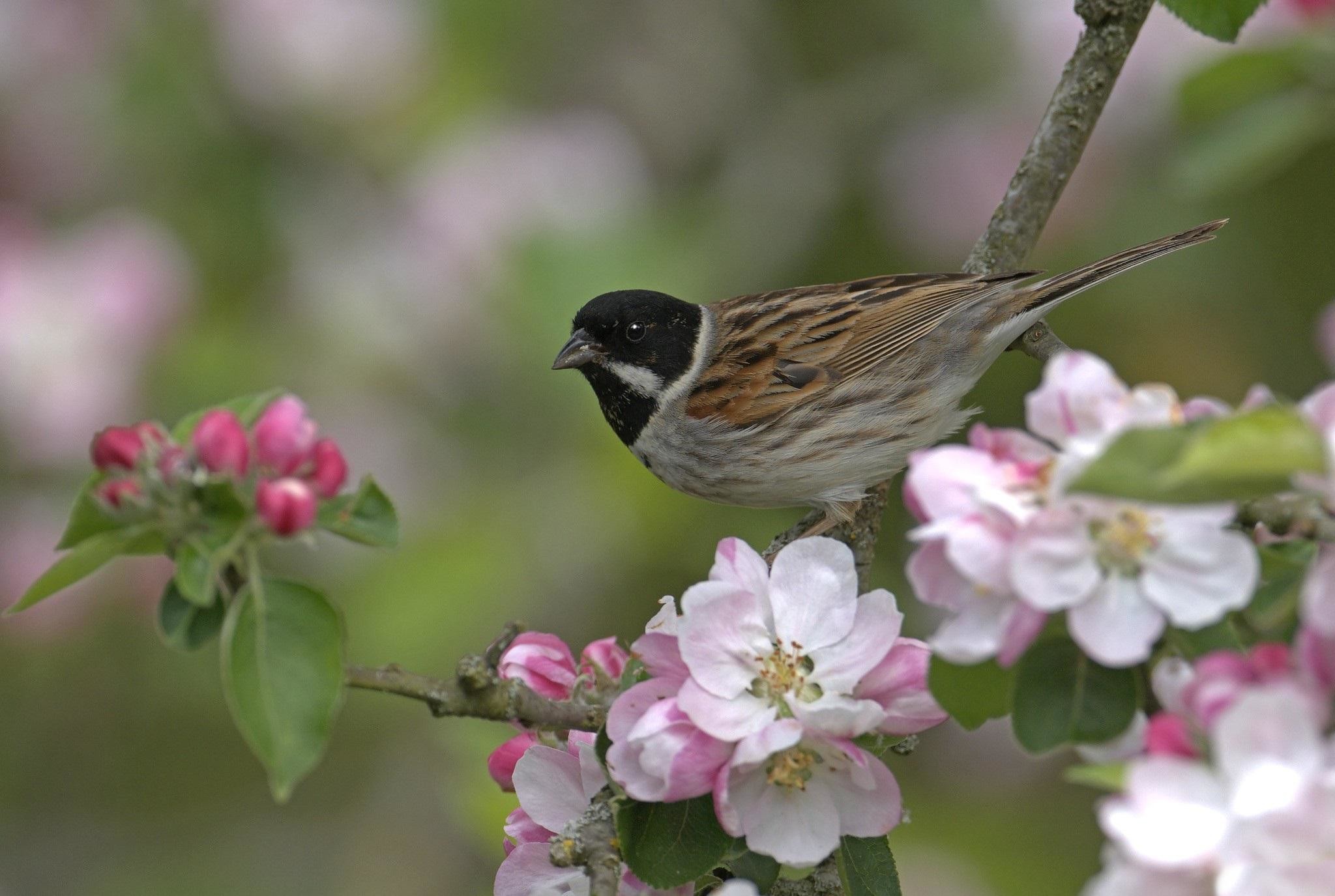 2048x1375 ... bird and flowers 134213 High Quality and Resolution Wallpapers