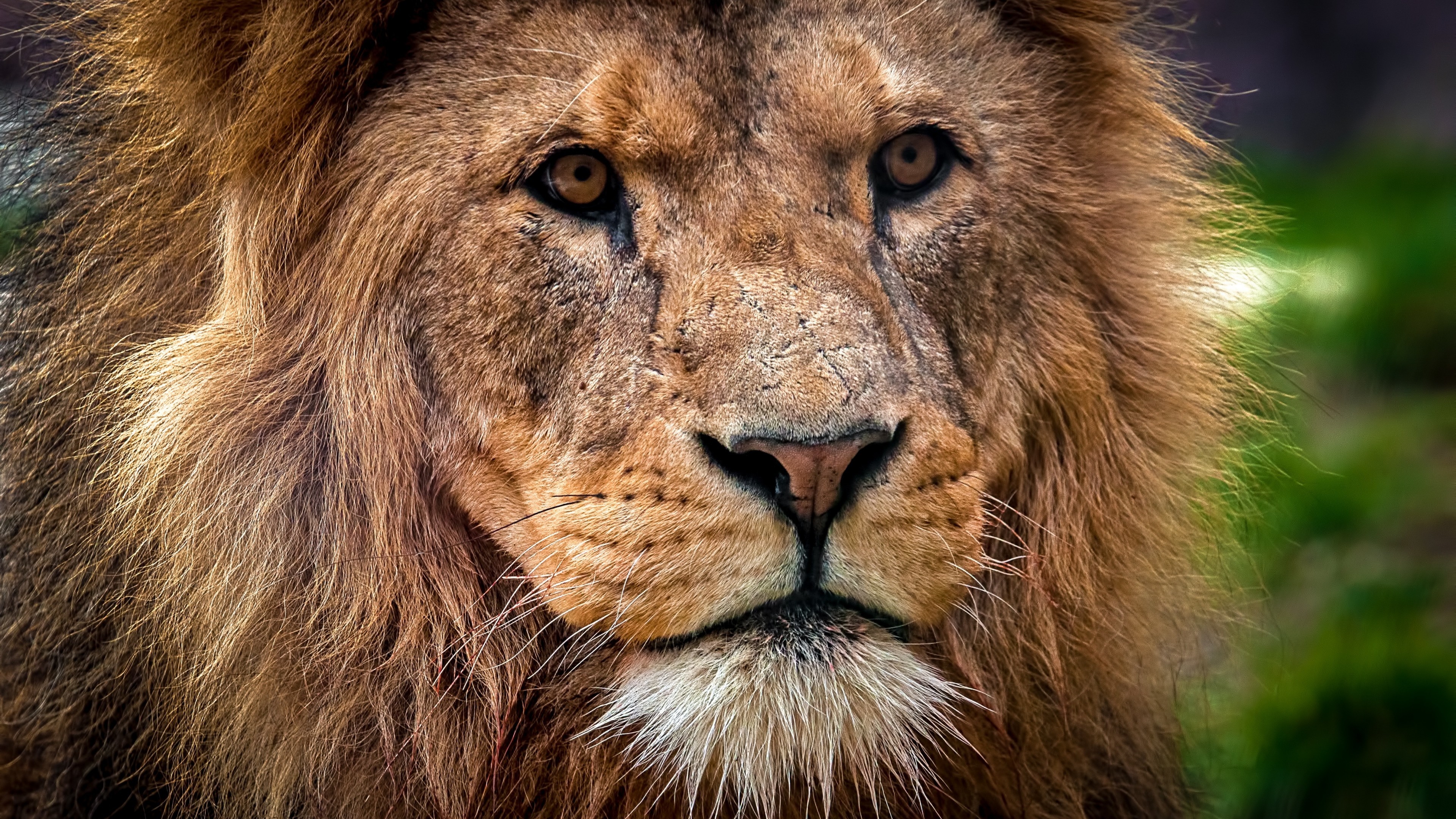 3840x2160   Wallpaper lion, predator, muzzle, close-up, king of  beasts