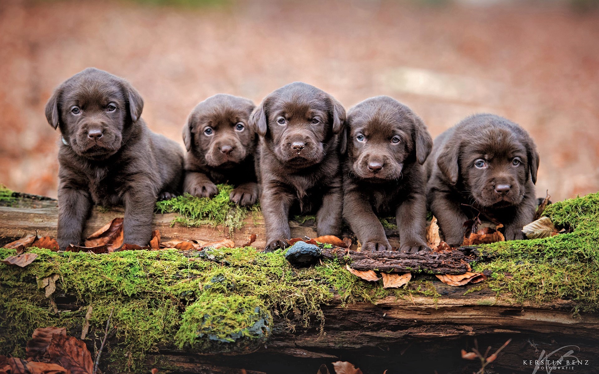 1920x1200 Chocolate Lab Puppies HD Wallpaper | Background Image |  |  ID:883883 - Wallpaper Abyss