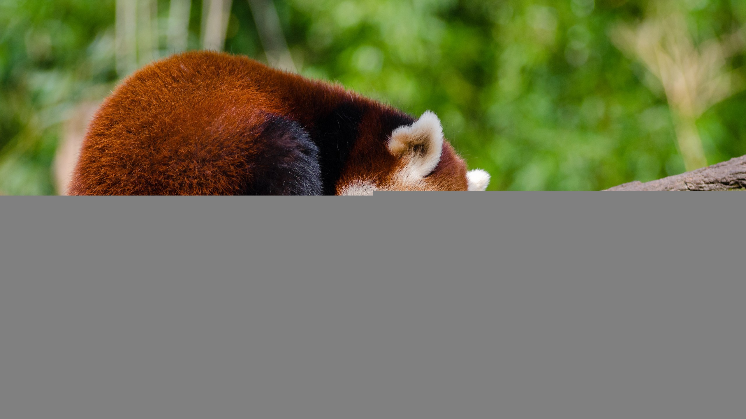 2560x1440 Animals / Red panda Wallpaper