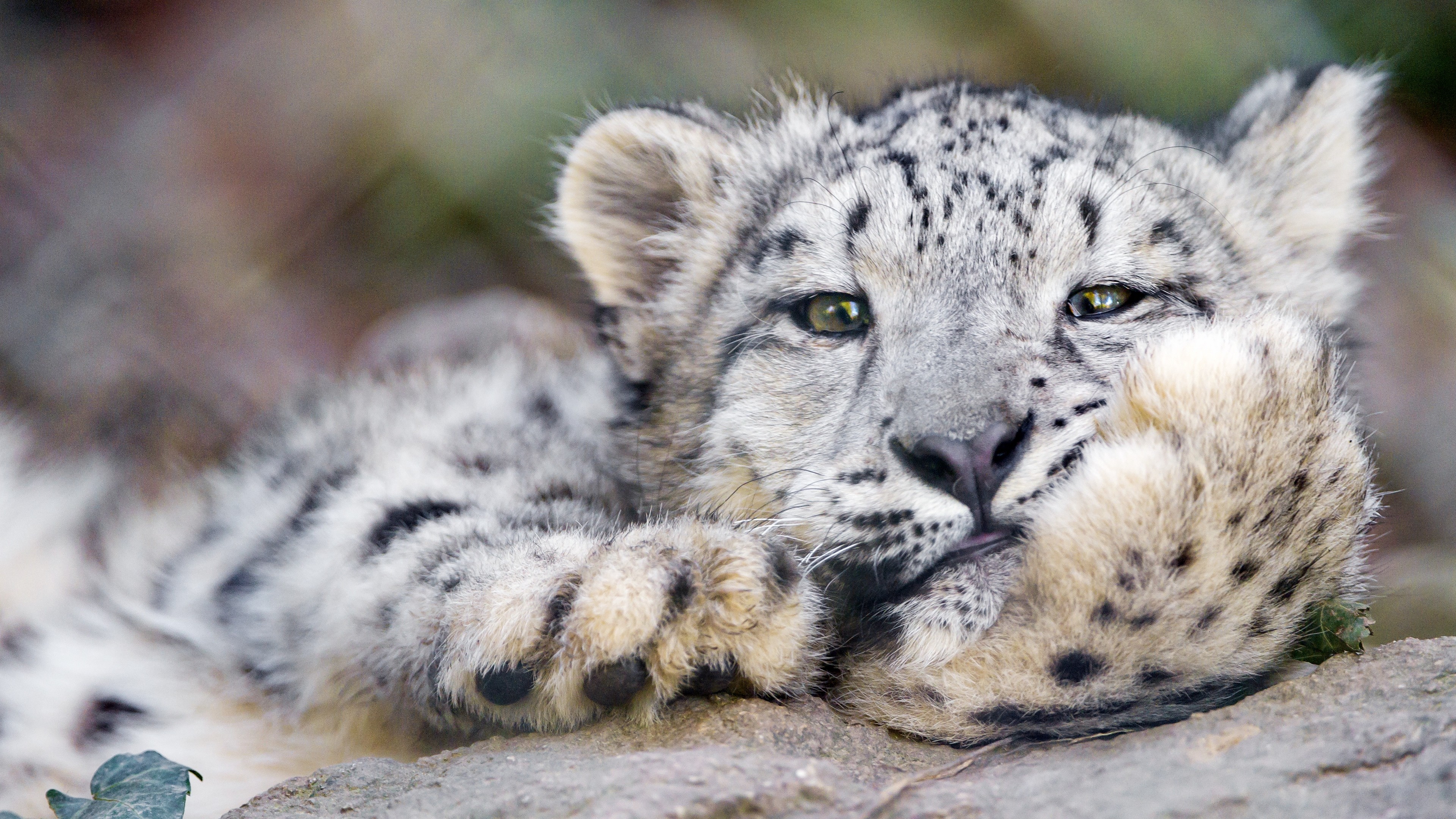 3840x2160  Wallpaper snow leopard, big cat, leopard