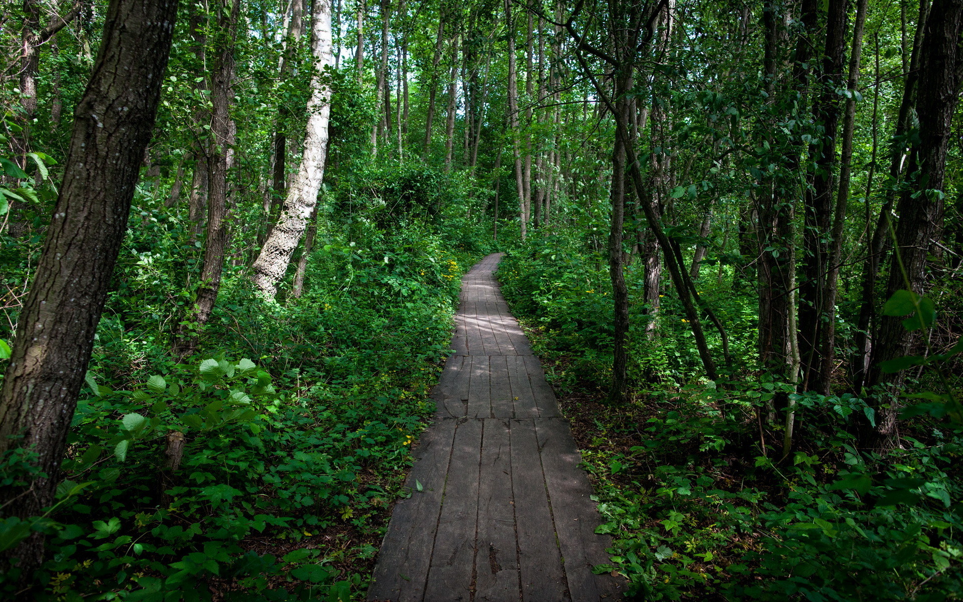 1920x1200 Cool wallpaper of forest, picture of path, nature .