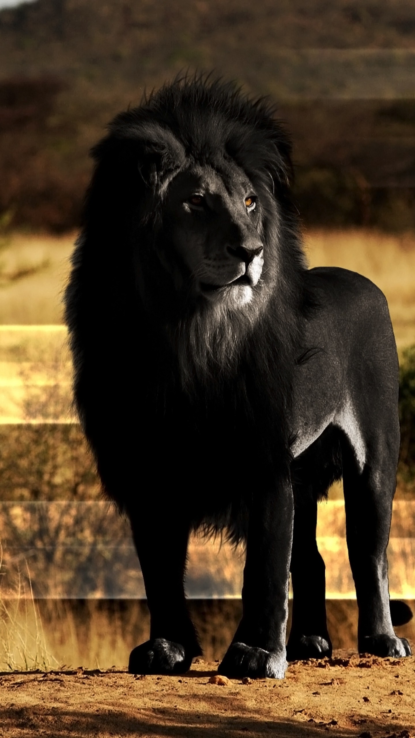 1440x2560  Wallpaper lion, black lion, mane, rock