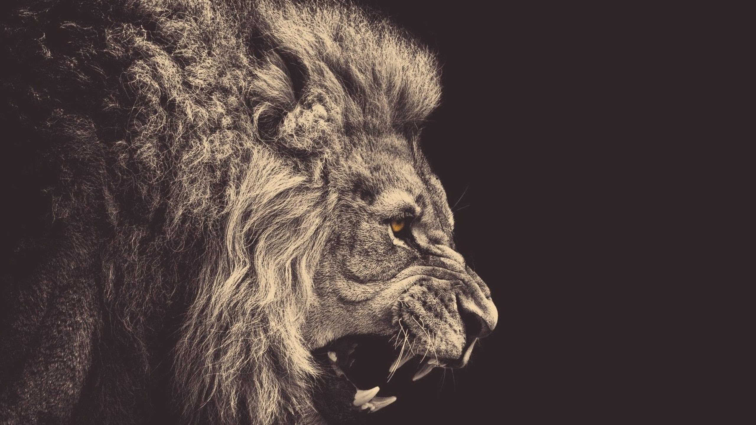 2560x1440  Wallpaper lion, mane, big cat, grin