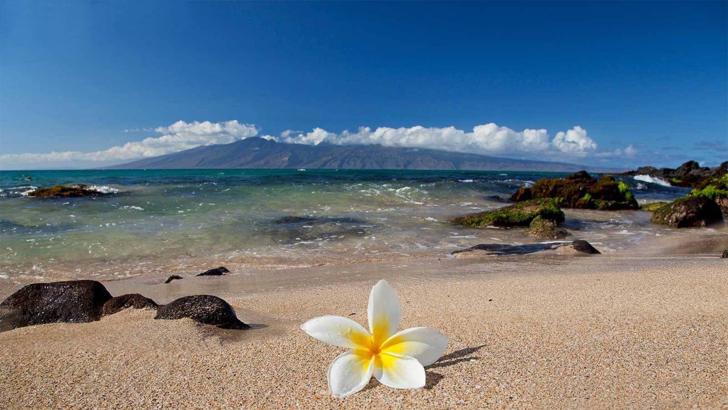 2500x1411 Free Hawaii Flower Wallpapers High Quality Â« Long Wallpapers