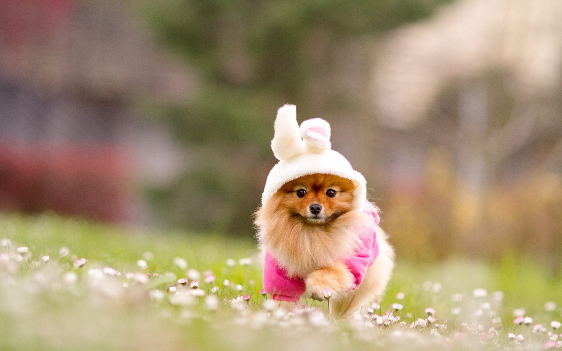 1920x1200 cute, dog, rabbit, puppy, flower, running