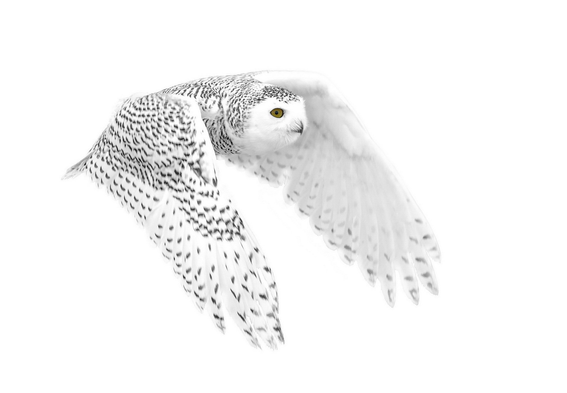 1920x1331 Owl Â· snowy owl wallpaper ...
