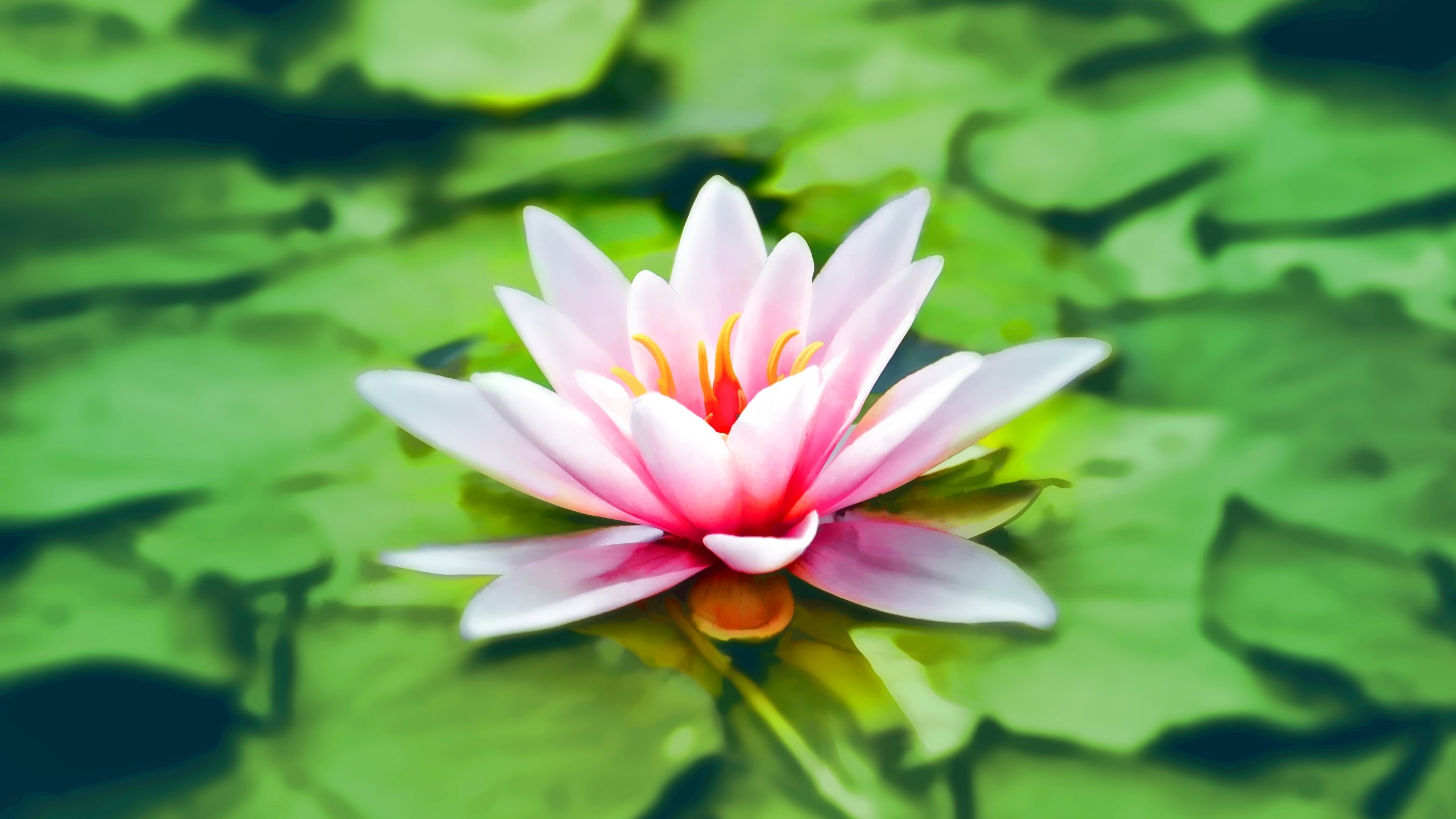 2560x1440 Flowers / Water lily Wallpaper
