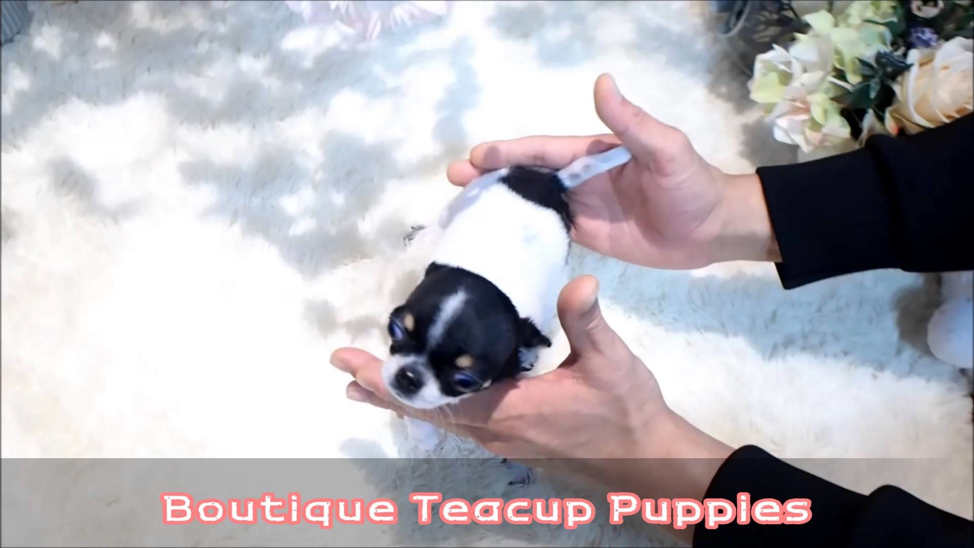 1920x1080 Alvin Chihuahua Teacup 1 1/2 pounds now at 6 months Available!
