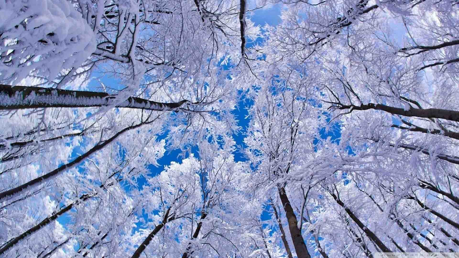 1920x1080 Free Winter Backgrounds Wallpapers Wallpaper
