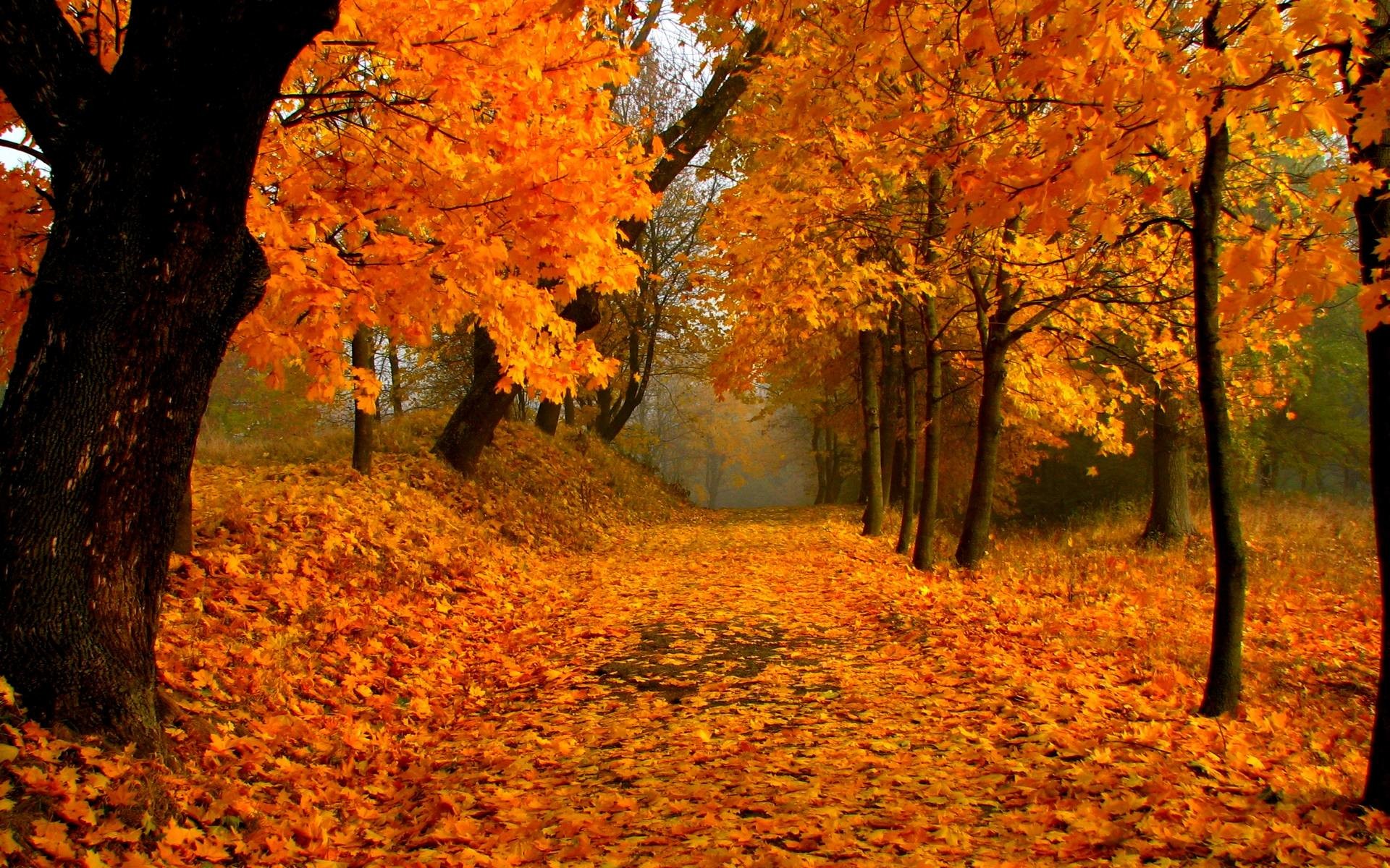 1920x1200 Free Download Fall Foliage Wallpaper.