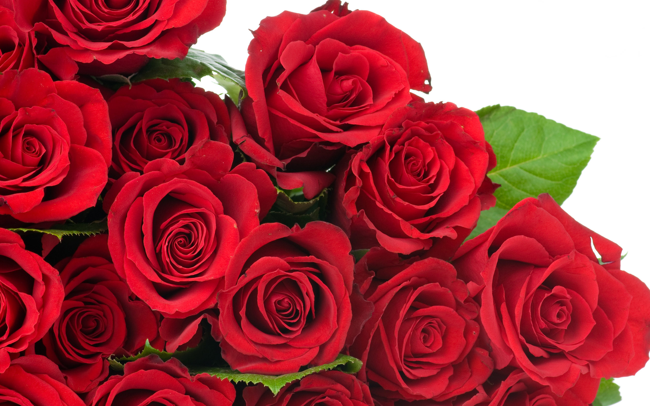 2560x1600 Red rose flower