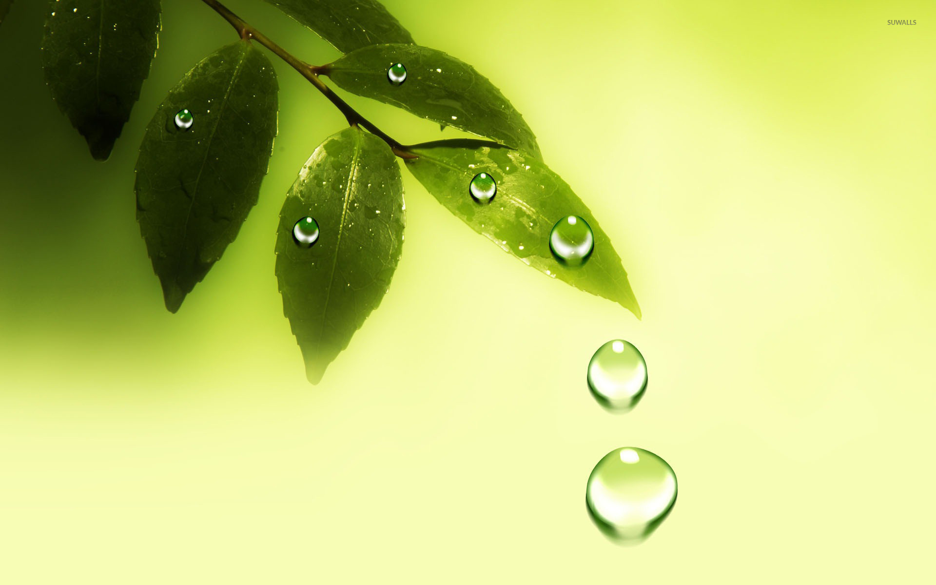 1920x1200 Water drops on the leaves wallpaper