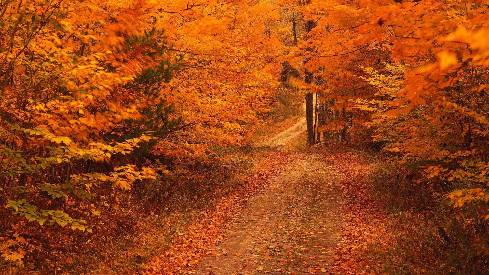 1920x1080 Image: Fall Foliage Wallpaper For Desktop