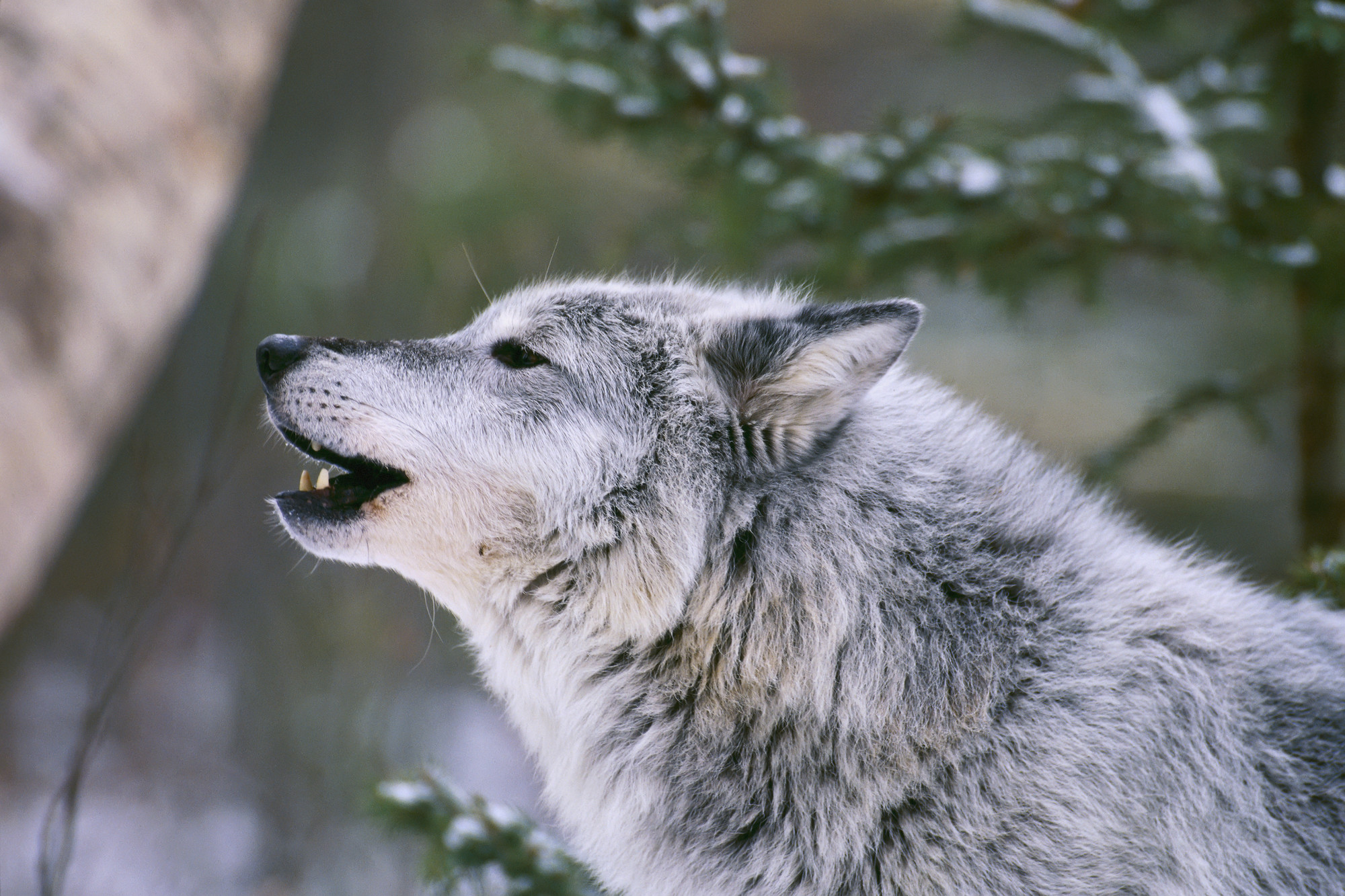 2000x1333 Gray Wolf Howling Wall Mural Photo Wallpaper