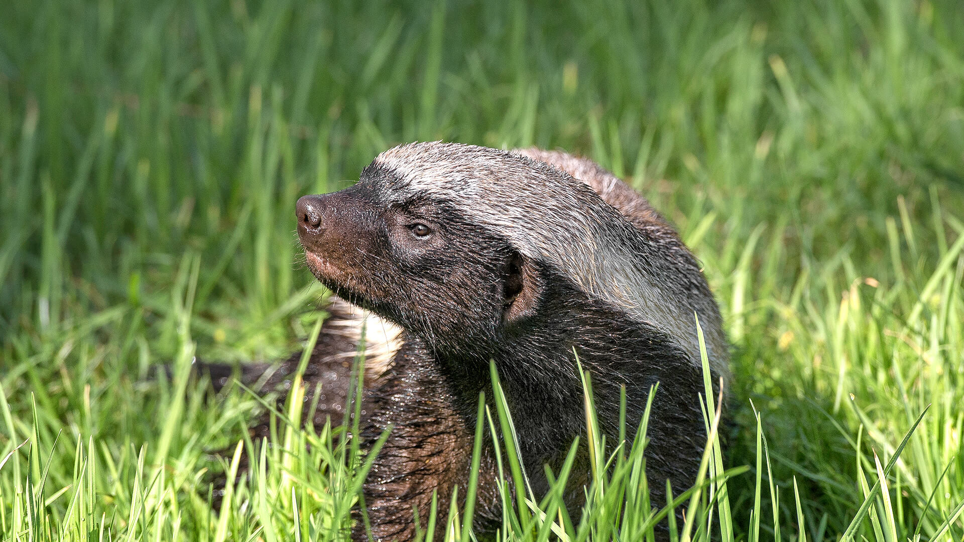 1920x1080 A young honey badger looks to the left as he sits in tall blades of grass